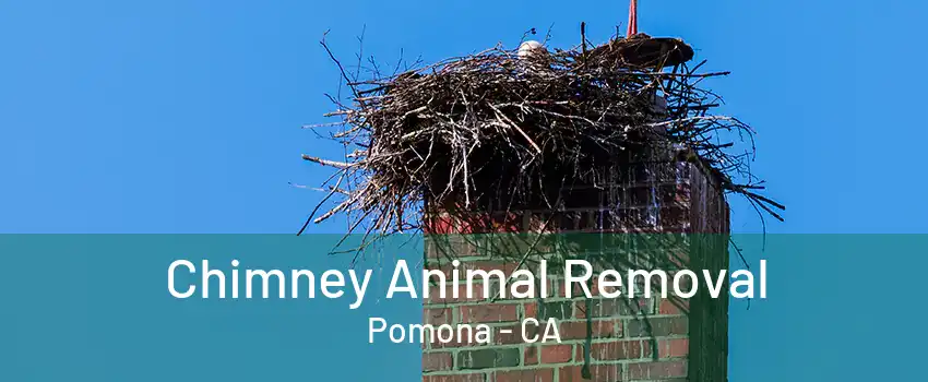 Chimney Animal Removal Pomona - CA